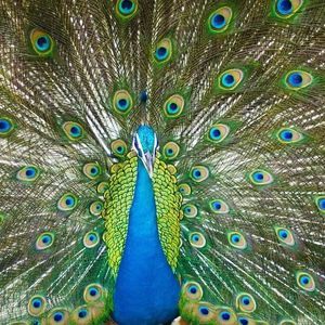 Meet your Posher, Patricia